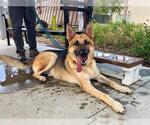 Small #2 German Shepherd Dog