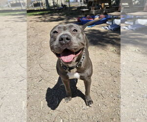 Roxy - Female Mutt Dog for Adoption - Photo #3