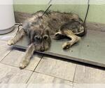 CHARLES - Male Poodle (Standard)-Siberian Husky Mix Dog for Adoption - Small photo