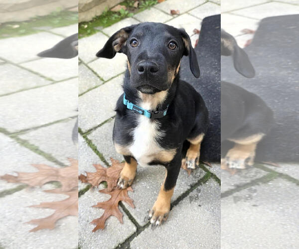 Medium Photo #1 Beagle-Unknown Mix Puppy For Sale in Parker Ford, PA, USA