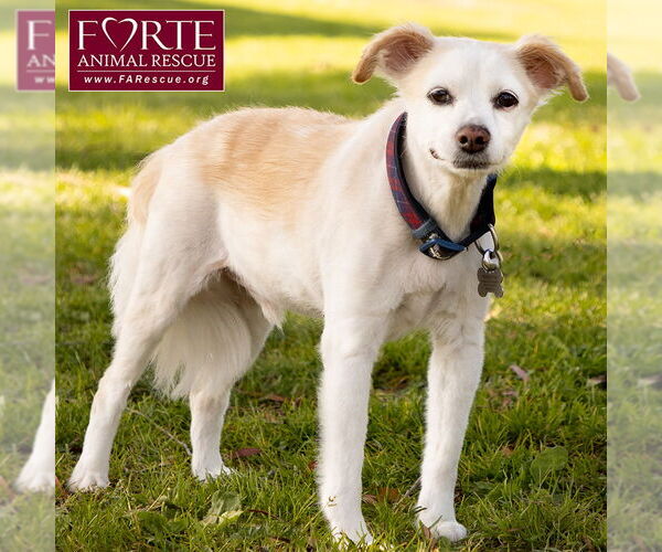 Medium Photo #2 Pomeagle Puppy For Sale in Marina del Rey, CA, USA