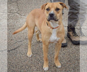 Brinkley - Male Anatolian Shepherd-Boxer Mix Dog for Adoption - Photo #2