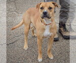 Small Photo #2 Anatolian Shepherd-Boxer Mix Puppy For Sale in Huntley, IL, USA