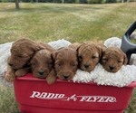 Small #2 Goldendoodle (Miniature)