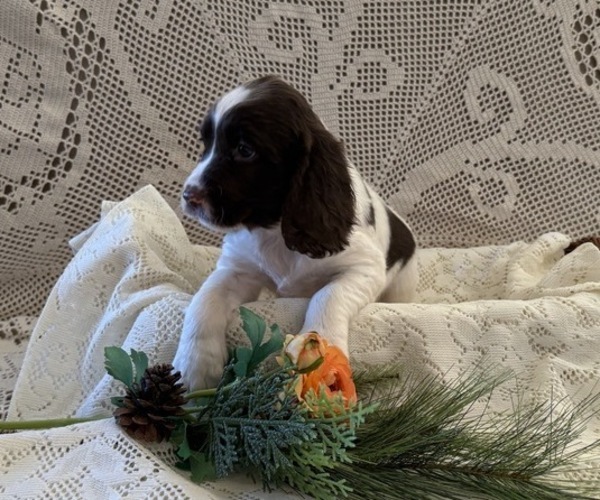 Medium Photo #5 English Springer Spaniel Puppy For Sale in OWEN, WI, USA