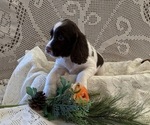 Small #4 English Springer Spaniel
