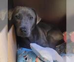 Small #1 Blue Lacy Mix