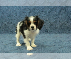 Cavalier King Charles Spaniel Puppy for sale in HICKORY, NC, USA