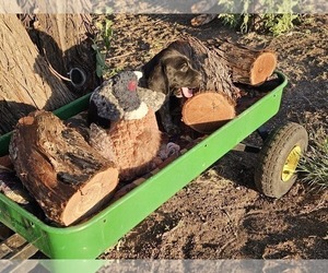 Medium German Shorthaired Pointer