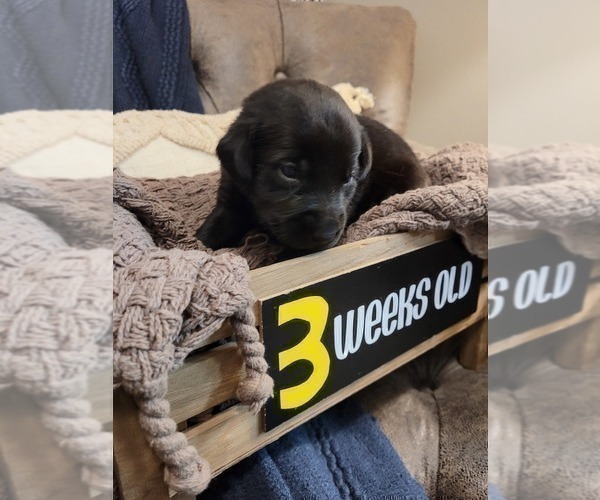 Medium Photo #14 Labrador Retriever Puppy For Sale in BONAIRE, GA, USA