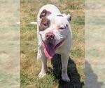 Small American Staffordshire Terrier-Mastiff Mix
