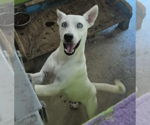 Basenji-Unknown Mix Dogs for adoption in Virginia Beach, VA, USA