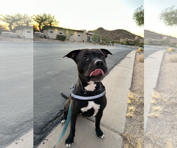 Medium Photo #3 American Pit Bull Terrier-Staffordshire Bull Terrier Mix Puppy For Sale in Chandler, AZ, USA