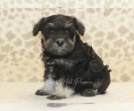Small #2 Schnauzer (Miniature)