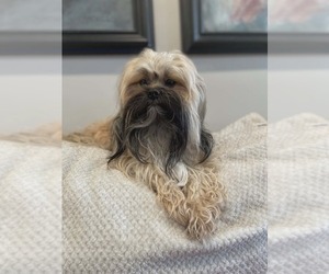 Father of the Mal-Shi puppies born on 01/13/2026