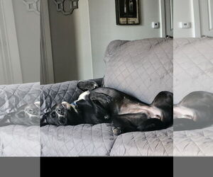 Mutt Dogs for adoption in Denton, TX, USA