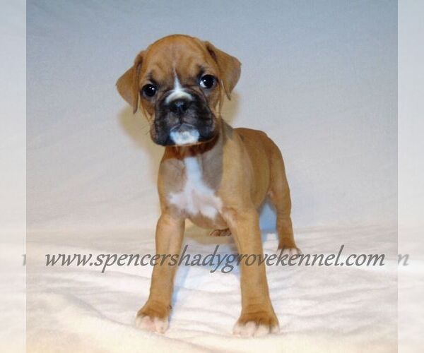 Medium Photo #2 Boxer Puppy For Sale in CABOOL, MO, USA
