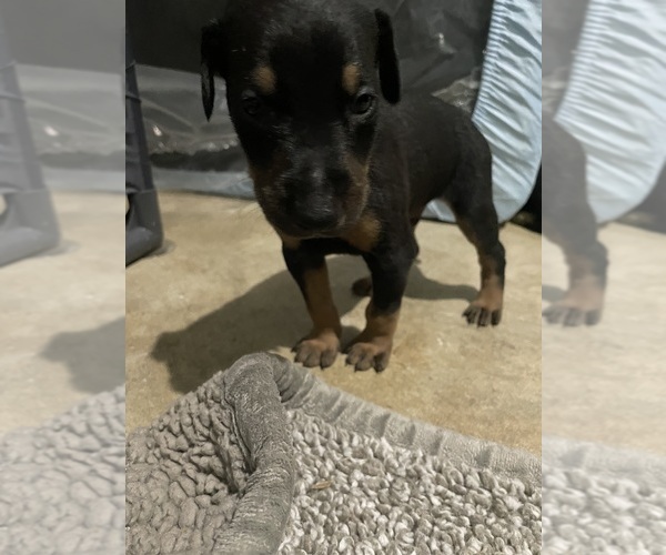 Medium Photo #13 Doberman Pinscher Puppy For Sale in GOOSE CREEK, SC, USA