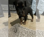 Small Photo #13 Doberman Pinscher Puppy For Sale in GOOSE CREEK, SC, USA