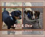 Small Photo #4 Dachshund Puppy For Sale in Shelbyville, TN, USA