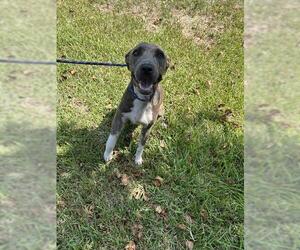 Plott Hound-Unknown Mix Dogs for adoption in Rosenberg, TX, USA