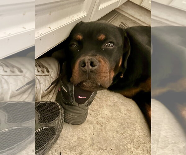 Medium Photo #4 Rottweiler Puppy For Sale in Brewster, NY, USA