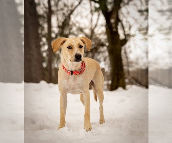 Medium Photo #7 Labrador Retriever-Unknown Mix Puppy For Sale in Plymouth, MN, USA