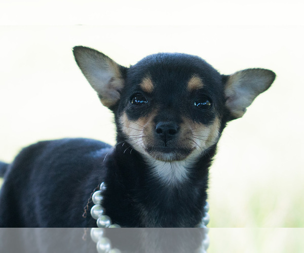 Medium Photo #2 Chihuahua Puppy For Sale in WARSAW, IN, USA