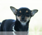 Small #1 Chihuahua