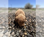 Puppy Ina Golden Retriever