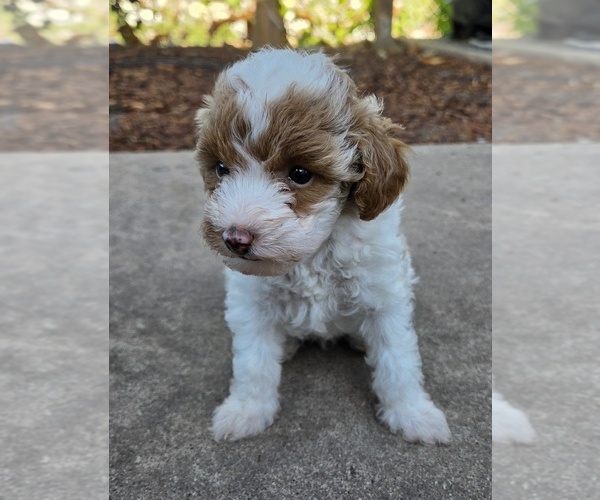 Medium Photo #3 Miniature Labradoodle Puppy For Sale in SAN DIEGO, CA, USA