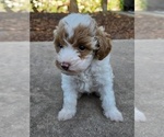 Small Photo #7 Miniature Labradoodle Puppy For Sale in SAN DIEGO, CA, USA