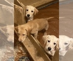 Small Photo #7 Labrador Retriever Puppy For Sale in FORT COLLINS, CO, USA