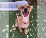 Small #2 Chihuahua
