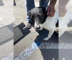 Small Border Collie