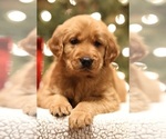 Small #1 Golden Retriever