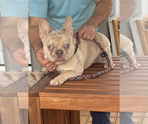 Full screen Photo #1 French Bulldog Puppy For Sale in MIAMI, FL, USA