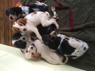 English Setter Puppy for sale in DENISON, KS, USA