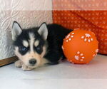 Small Photo #15 Siberian Husky Puppy For Sale in MOUNT AYR, IA, USA
