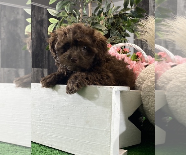 Medium Photo #4 Havanese Puppy For Sale in CANOGA, NY, USA