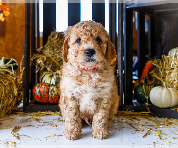 Medium Photo #12 Goldendoodle-Poodle (Miniature) Mix Puppy For Sale in WAKARUSA, IN, USA