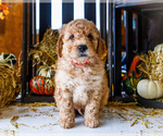 Small #11 Goldendoodle-Poodle (Miniature) Mix