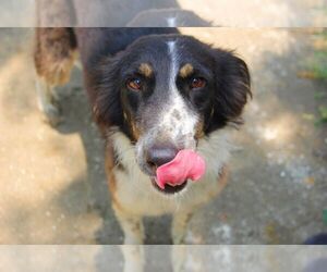 Mowgli - Male Mutt Dog for Adoption - Photo #3