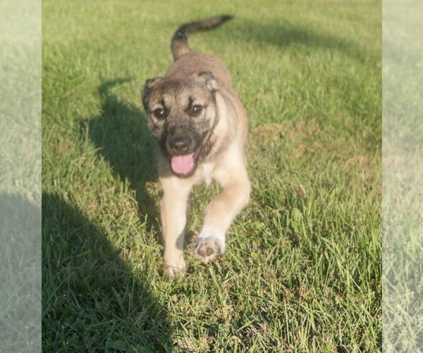 Medium Photo #6 Mutt Puppy For Sale in Brooklyn Center, MN, USA