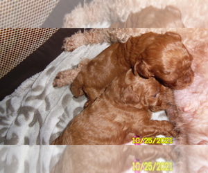Poodle (Miniature) Puppy for sale in DULUTH, GA, USA