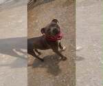 Small #5 Mutt
