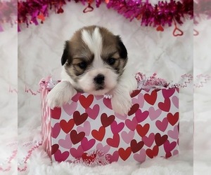 Zuchon Puppy for sale in ARTHUR, IL, USA