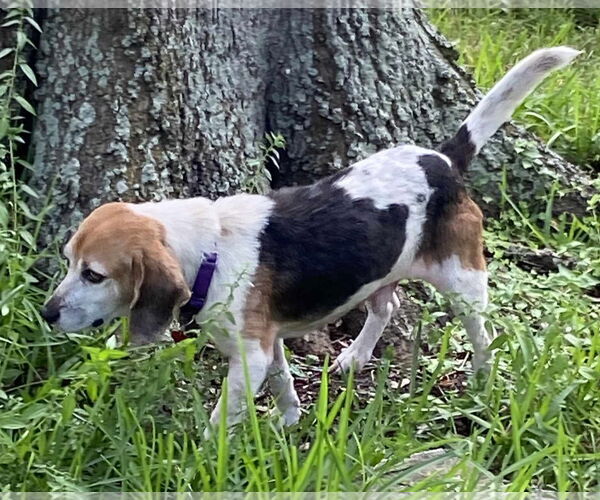 Medium Photo #8 Beagle Puppy For Sale in Dunnellon, FL, USA