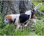 Small #7 Beagle