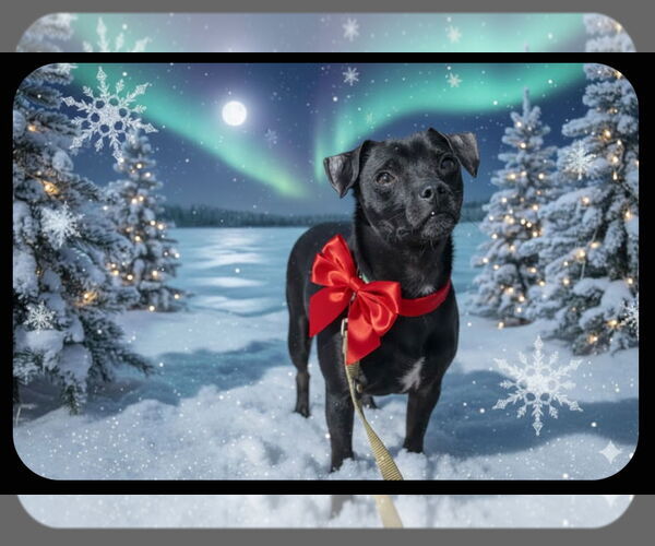 Medium Photo #1 Chihuahua-Unknown Mix Puppy For Sale in Garner, NC, USA